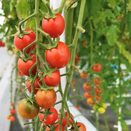 とっても甘い完熟ミニトマト 2kg箱