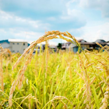 最高級こしひかり５㎏【農薬・化学肥料不使用】送料込み