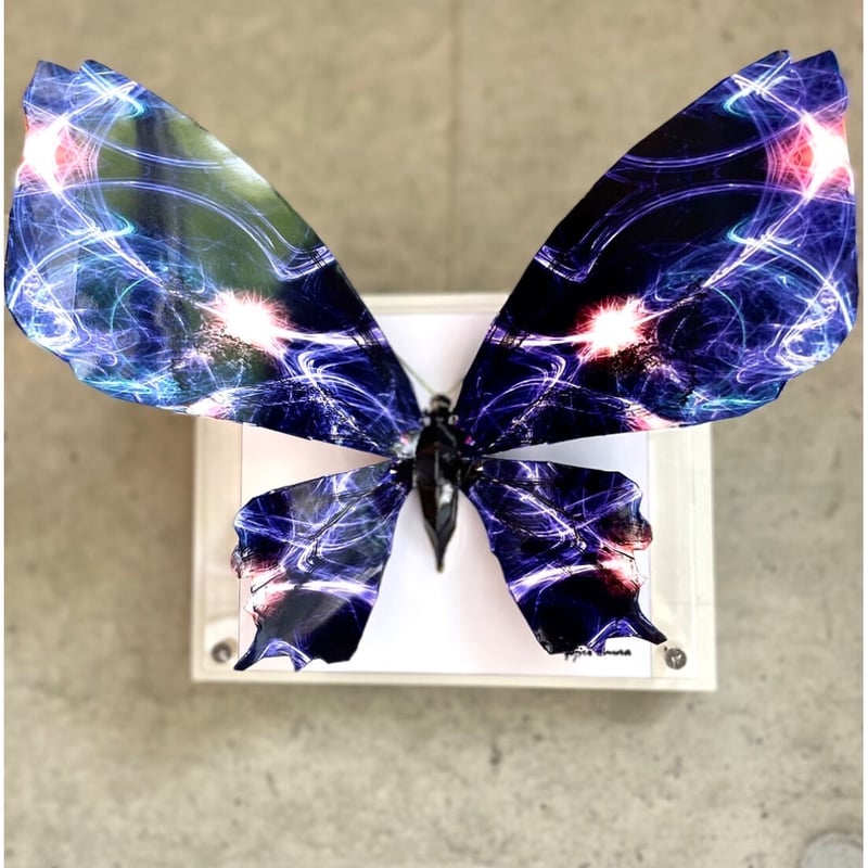 大村洋二朗 瞬く蝶は羽を広げる | ギャラリー兼井