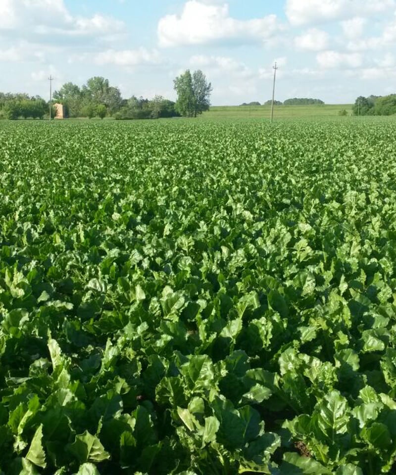 イタリア産オーガニック甜菜糖 25kg | KTL STORE