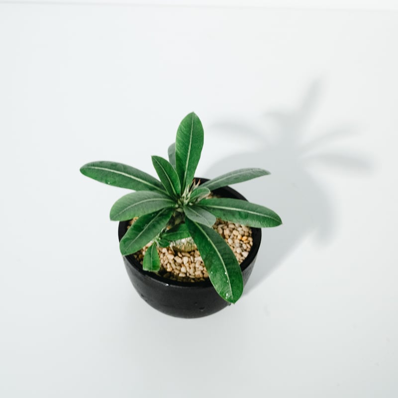 パキポディウム・恵比寿大黒（Pachypodium Densicaule ） 実生_25051