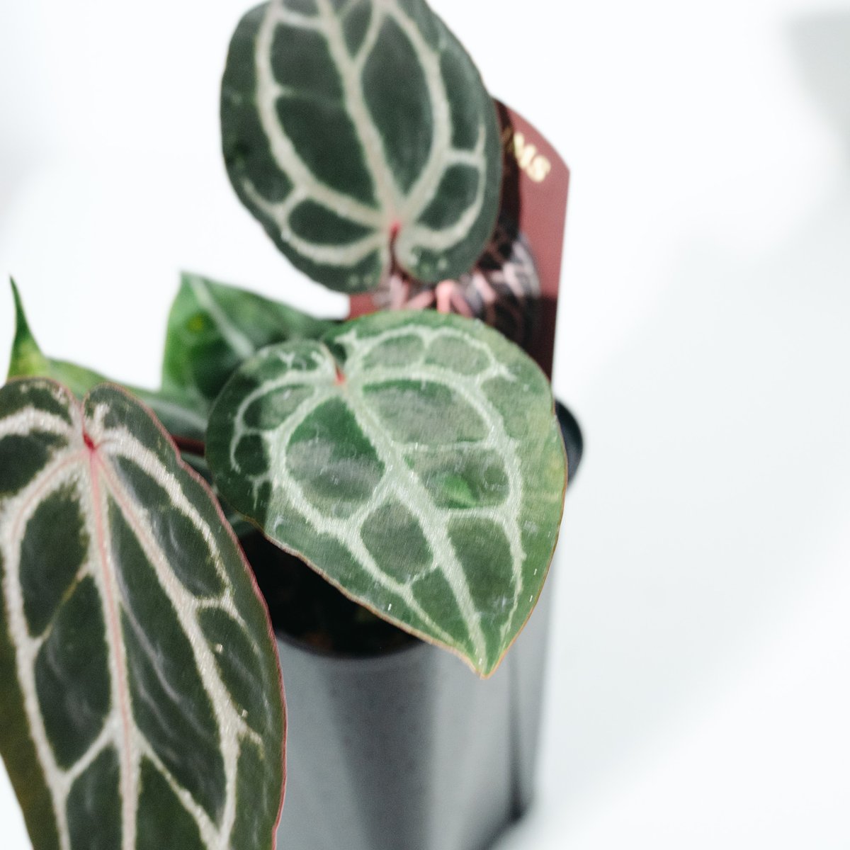 アンスリウム・ミシェル（Anthurium 'Michelle'） _250511A | ME