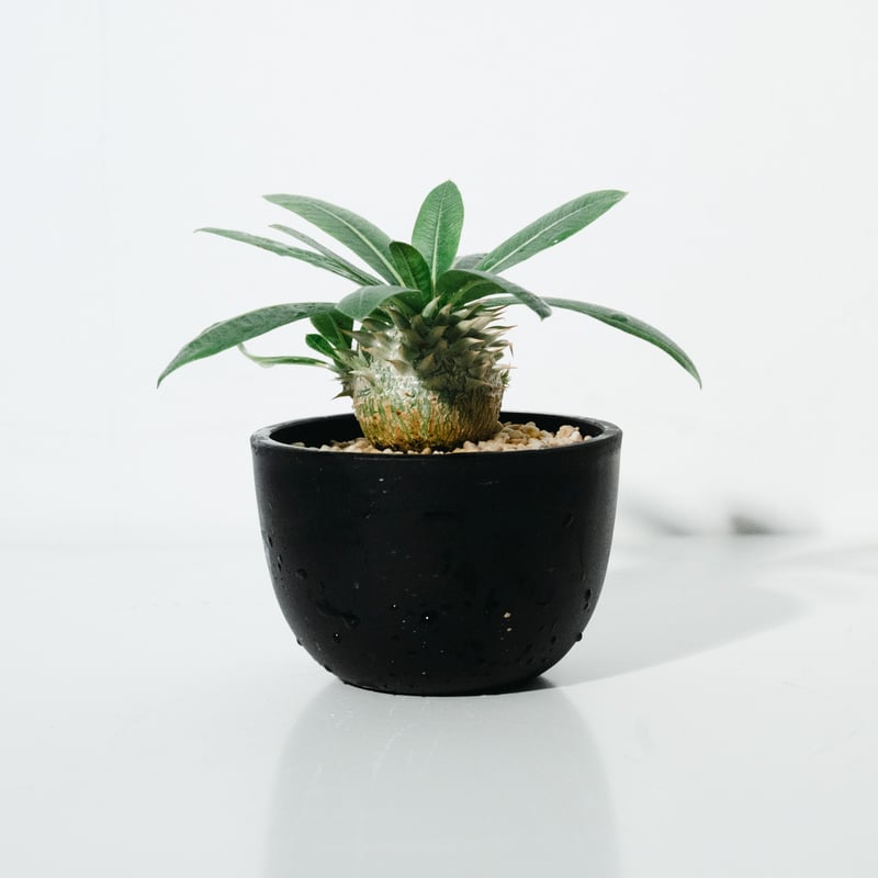 実生 パキポディウム 恵比寿大黒  /  グラキリスパキプス ユーフォルビア Pachypodium Pachypodium Densicaule【パキポディウム・恵比寿大黒・実生
