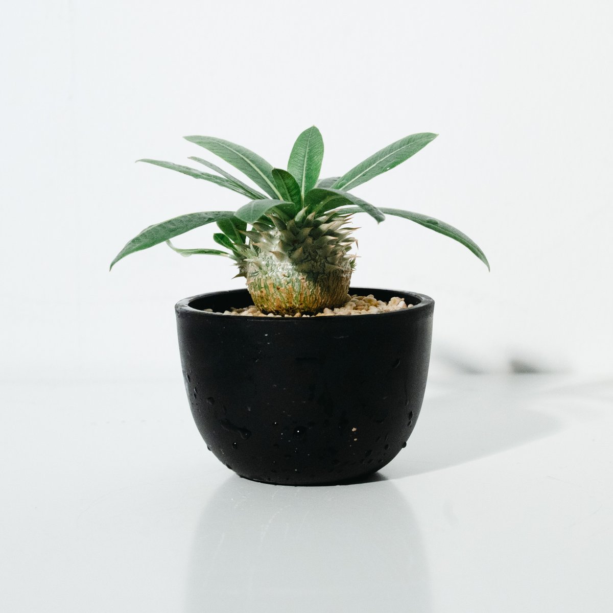 パキポディウム・恵比寿大黒（Pachypodium Densicaule ） 実生_25051