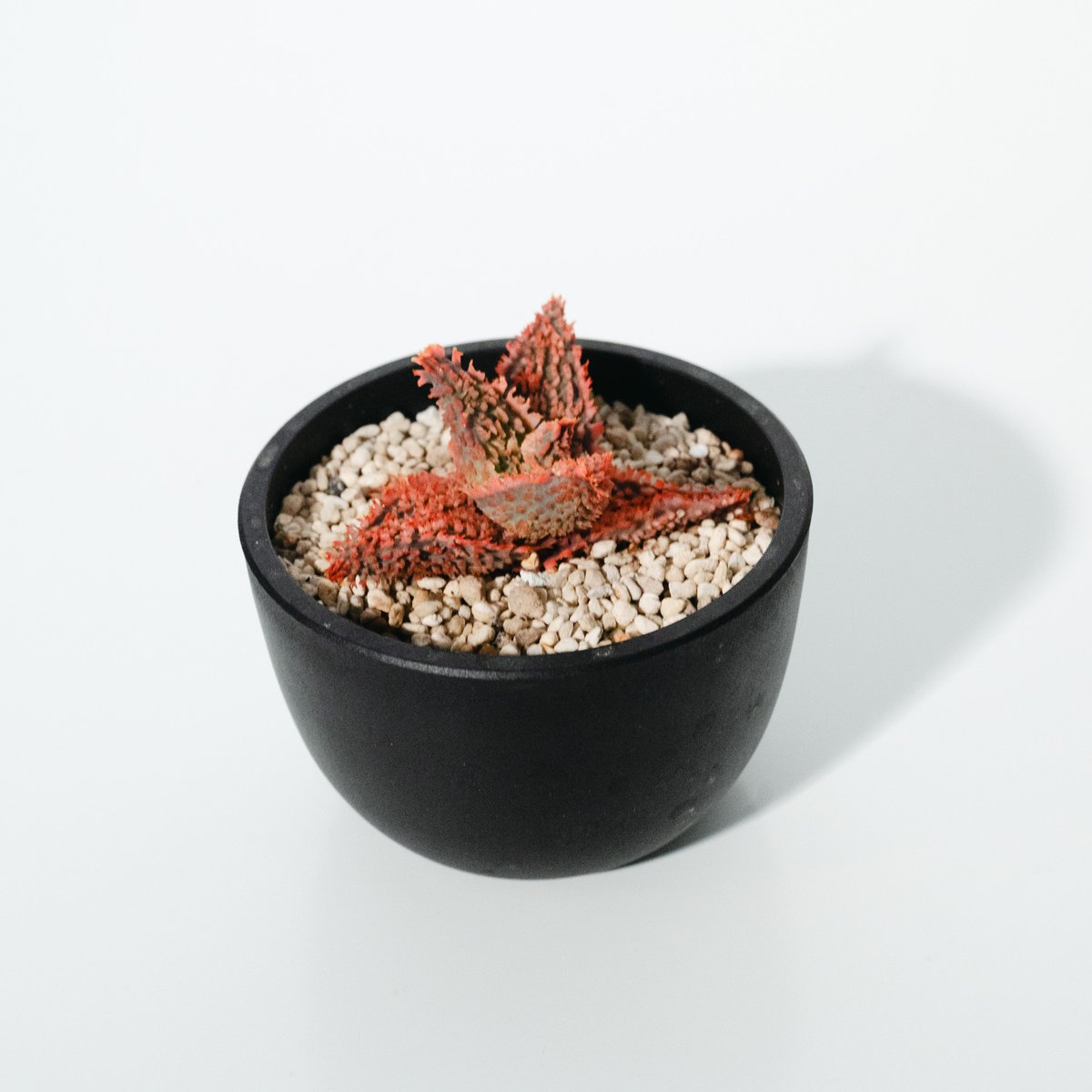 アロエ・ハイブリッド（Aloe hybrid）_250511 | MERAKI