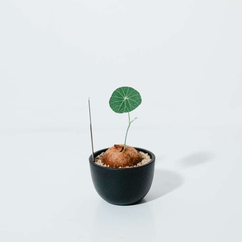 ステファニア・エレクタ（Stephania erecta）_250608 | MERAKI