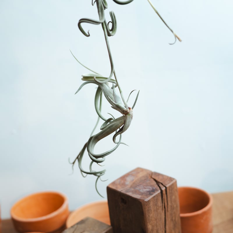 チランジア・インターメディア（Tillandsia intermedia）_003 | MERAKI