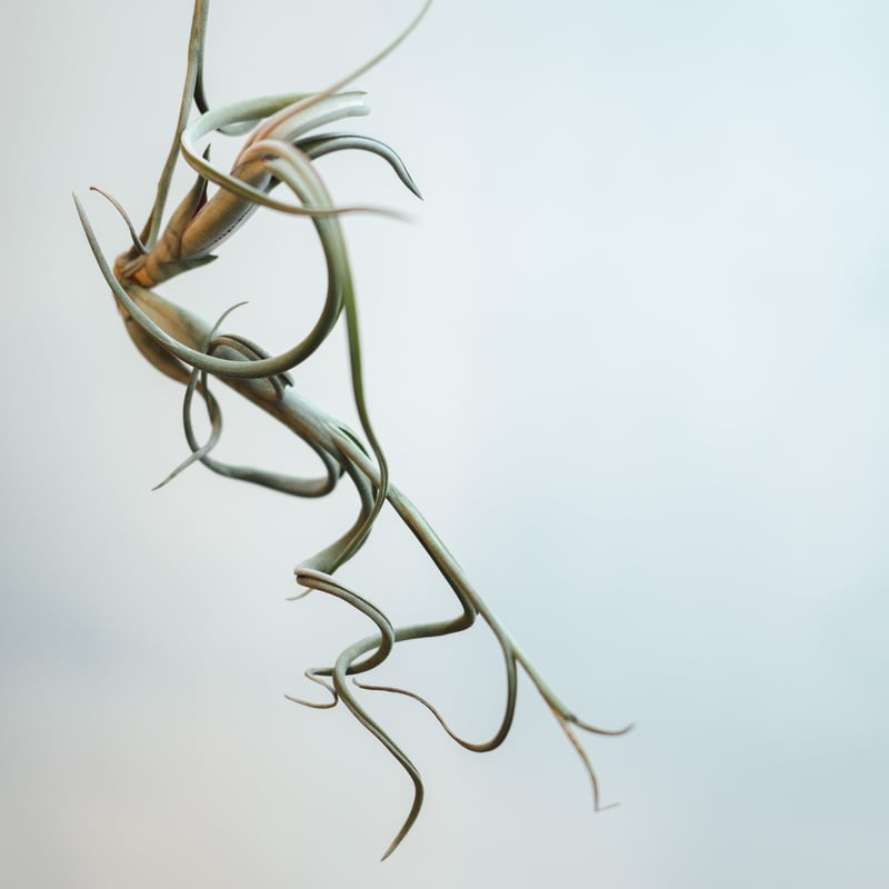 チランジア・インターメディア（Tillandsia intermedia）_003 | MERAKI