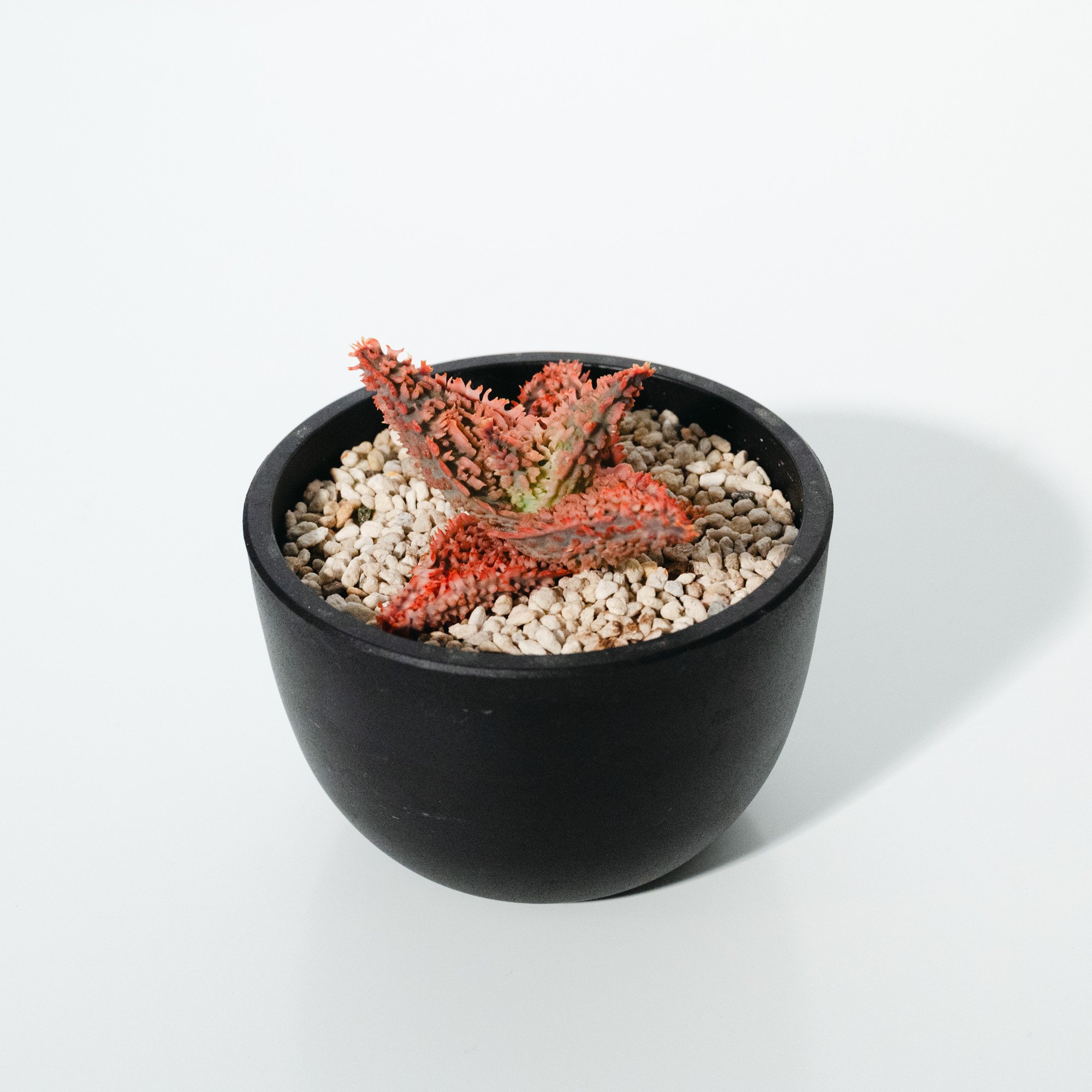 アロエ・ハイブリッド（Aloe hybrid）_250511 | MERAKI