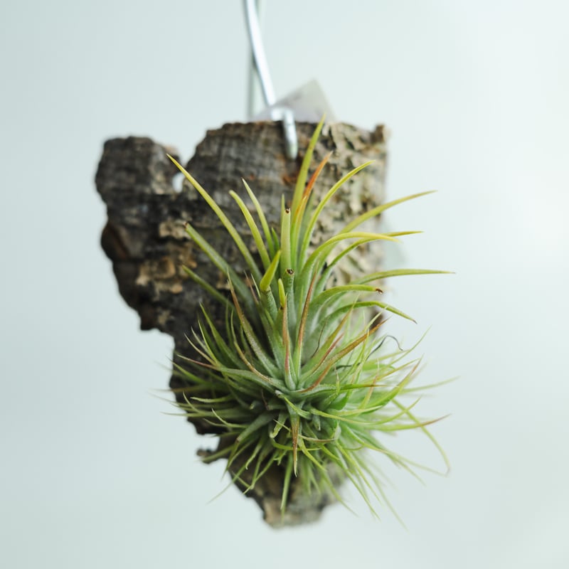 チランジア・イオナンタ・グリーン・スノー（Tillandsia ionantha