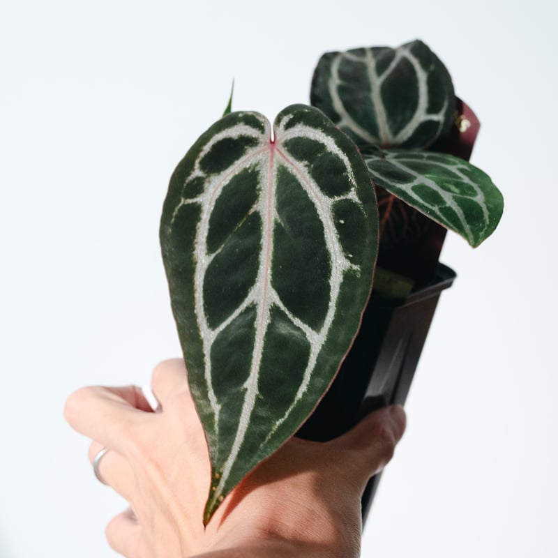 E*o様 アンスリウム　ミシェル アンスリウム・ミシェル（Anthurium 'Michelle'） _250511B_6/8写