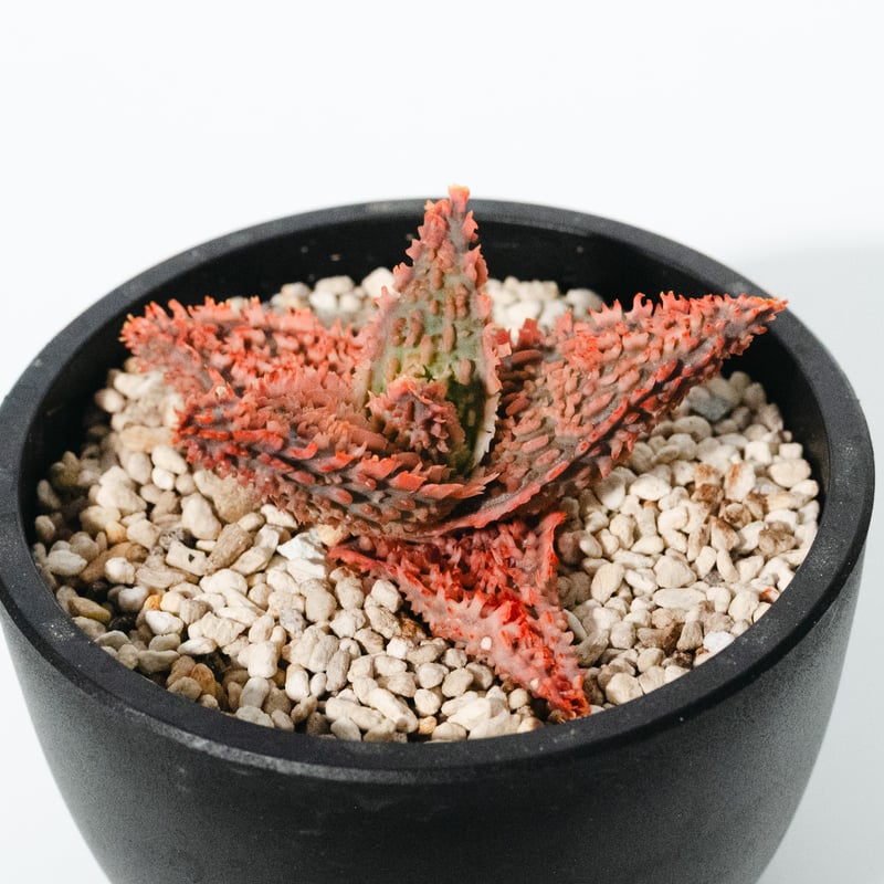 アロエ・ハイブリッド（Aloe hybrid）_250511 | MERAKI