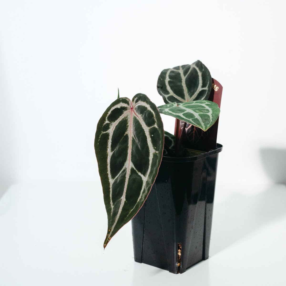 アンスリウム ミシェル Meshelle アンスリウム・ミシェル（Anthurium 'Michelle'） _250511A | ME