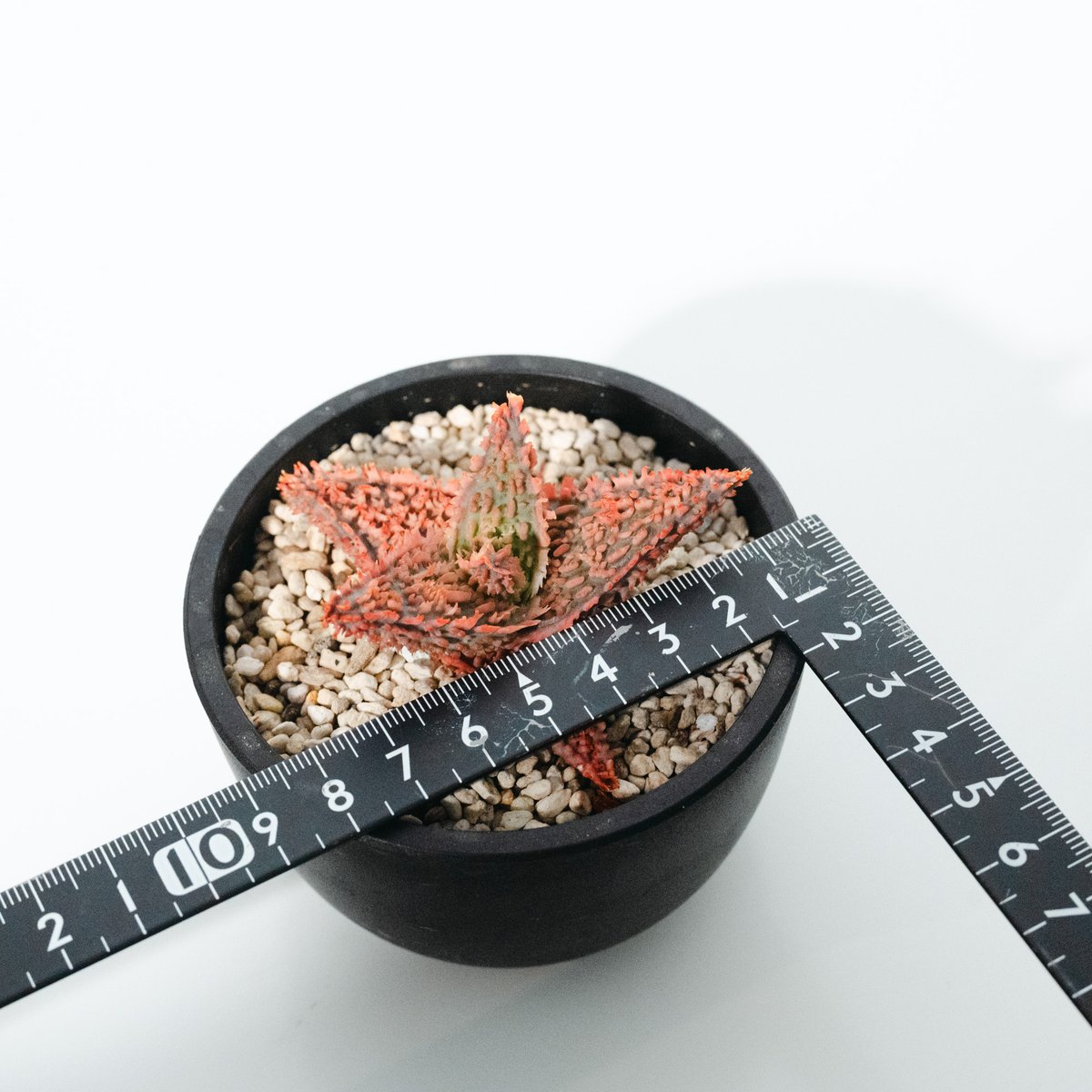 アロエ・ハイブリッド（Aloe hybrid）_250511 | MERAKI