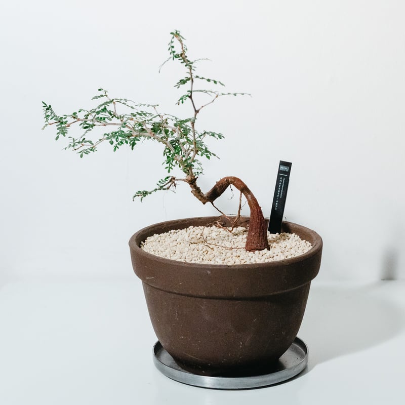 オペルクリカリア・パキプス（Operculicarya pachypus）実生株×陶器鉢_