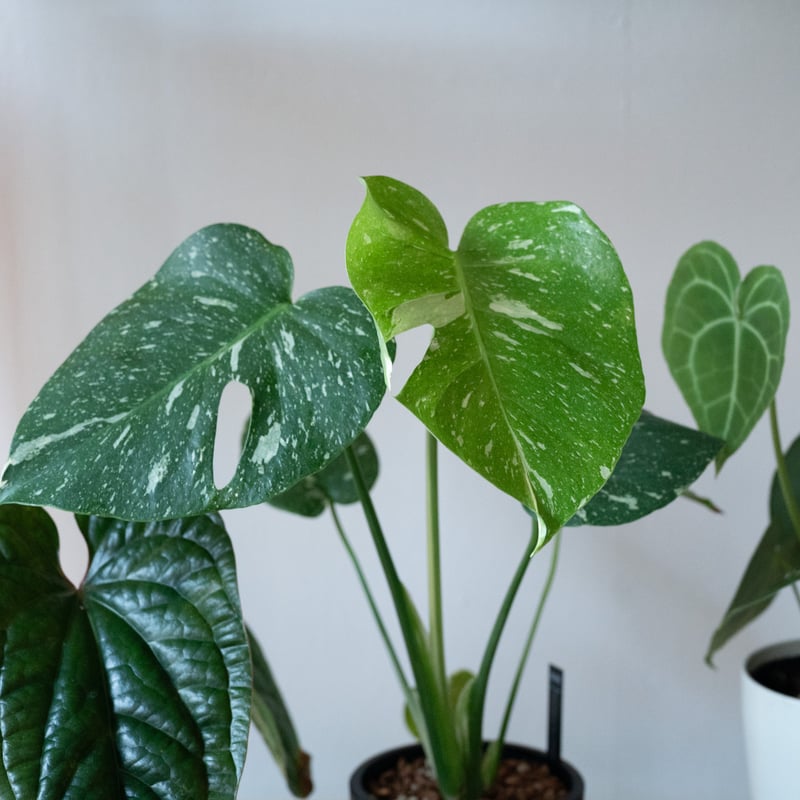 モンステラ・タイコンステレーション（Monstera deliciosa 'Thai Cons