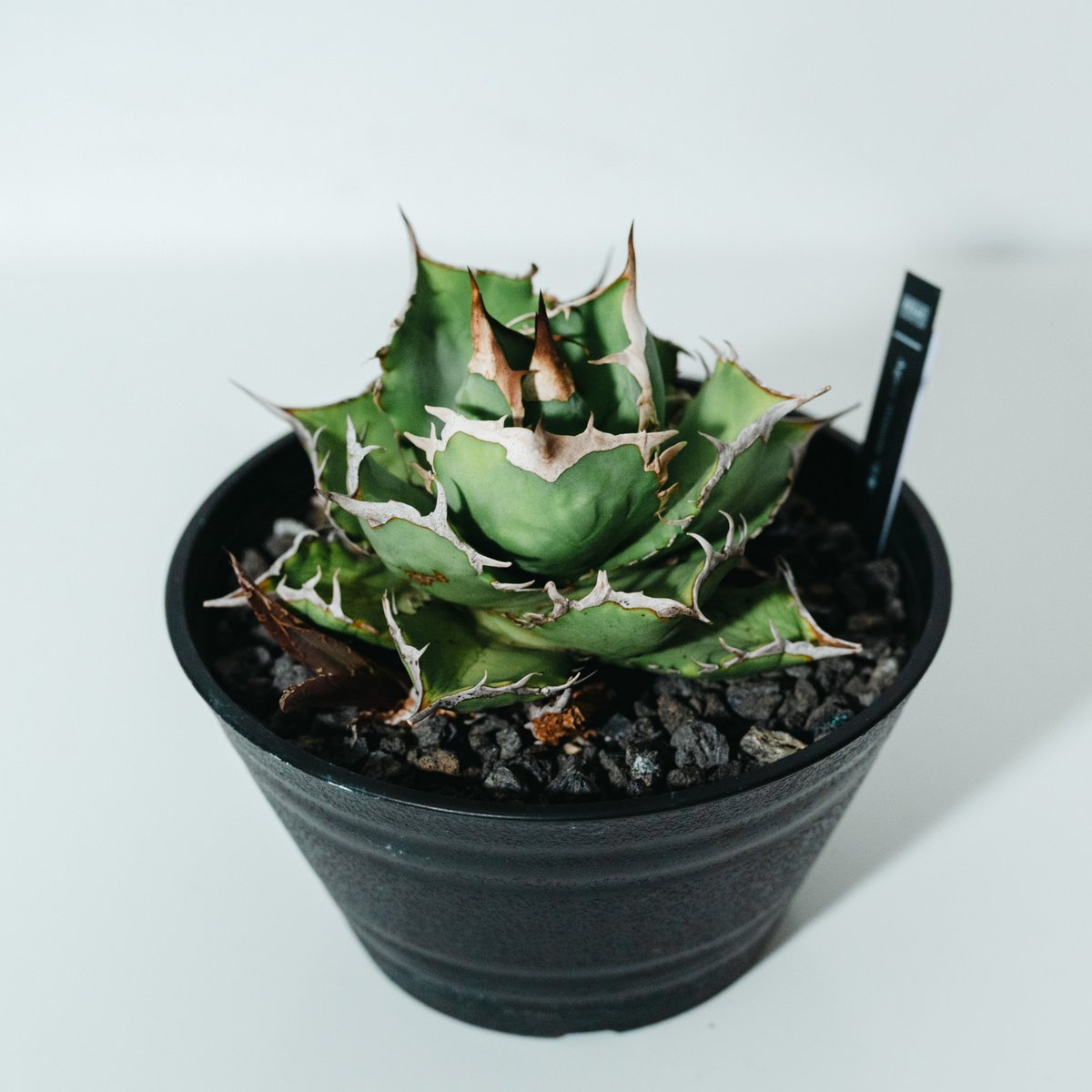 アガベチタノタ　宝珠　ヤバノタ　大株 アガベ ヤバノタ 宝珠 大株5号鉢 鉢ごと発送