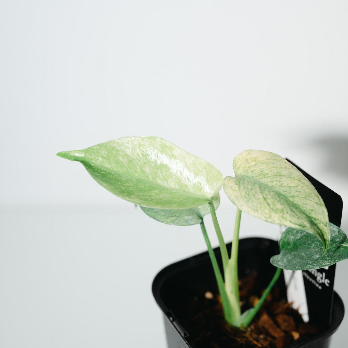 モンステラ・デリシオーサ・ホワイトモンスター（Monstera deliciosa