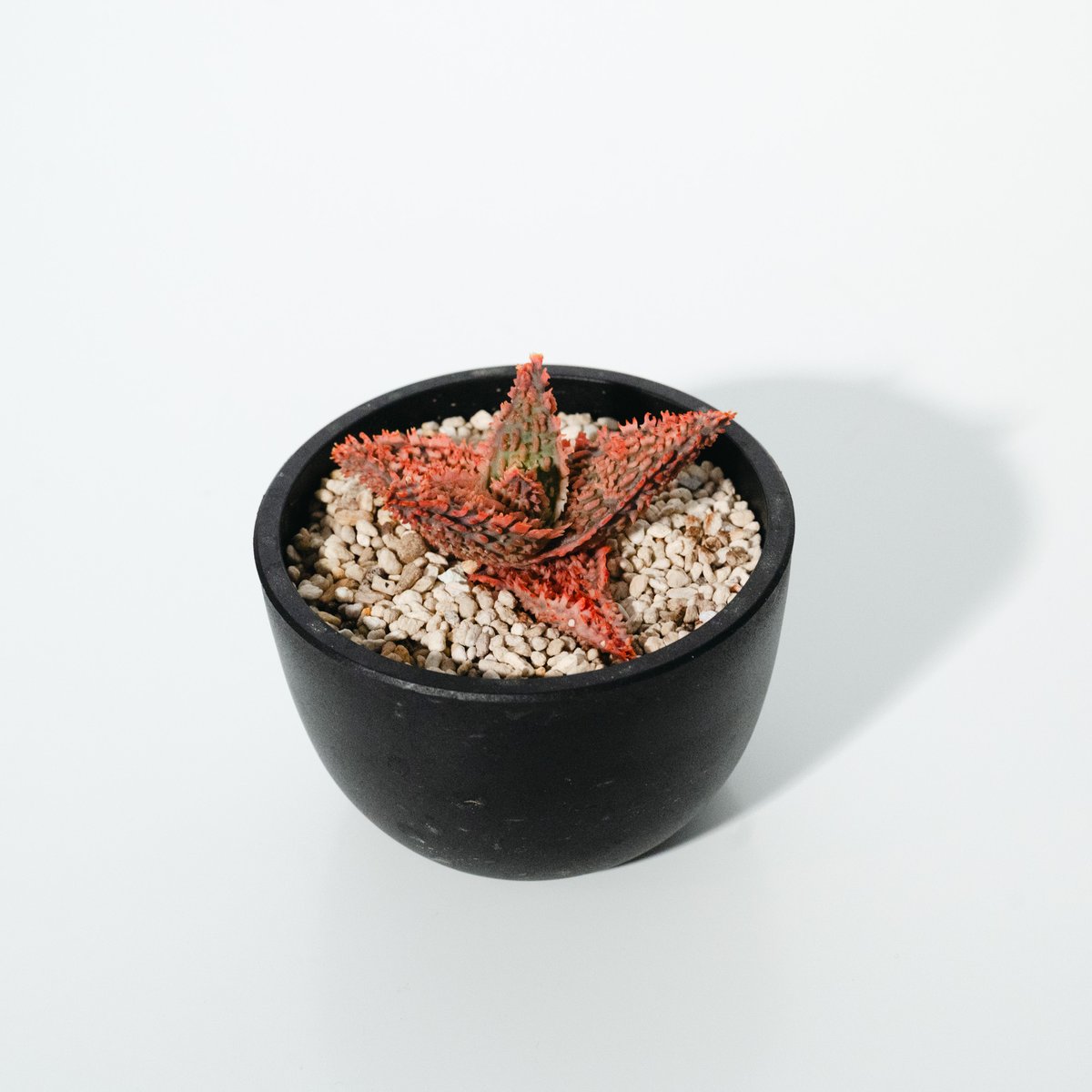 アロエ・ハイブリッド（Aloe hybrid）_250511 | MERAKI