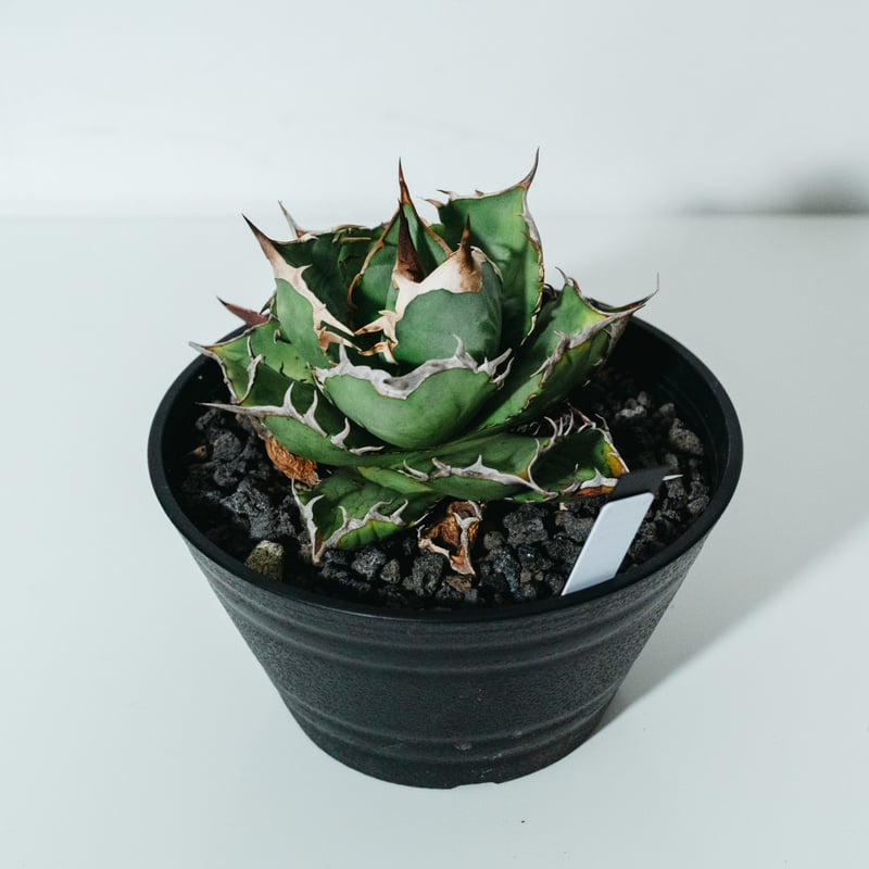 サマーセール！ アガベ チタノタ 宝珠錦 宝珠 斑入 アガベ チタノタ 宝珠_250331 | MERAKI