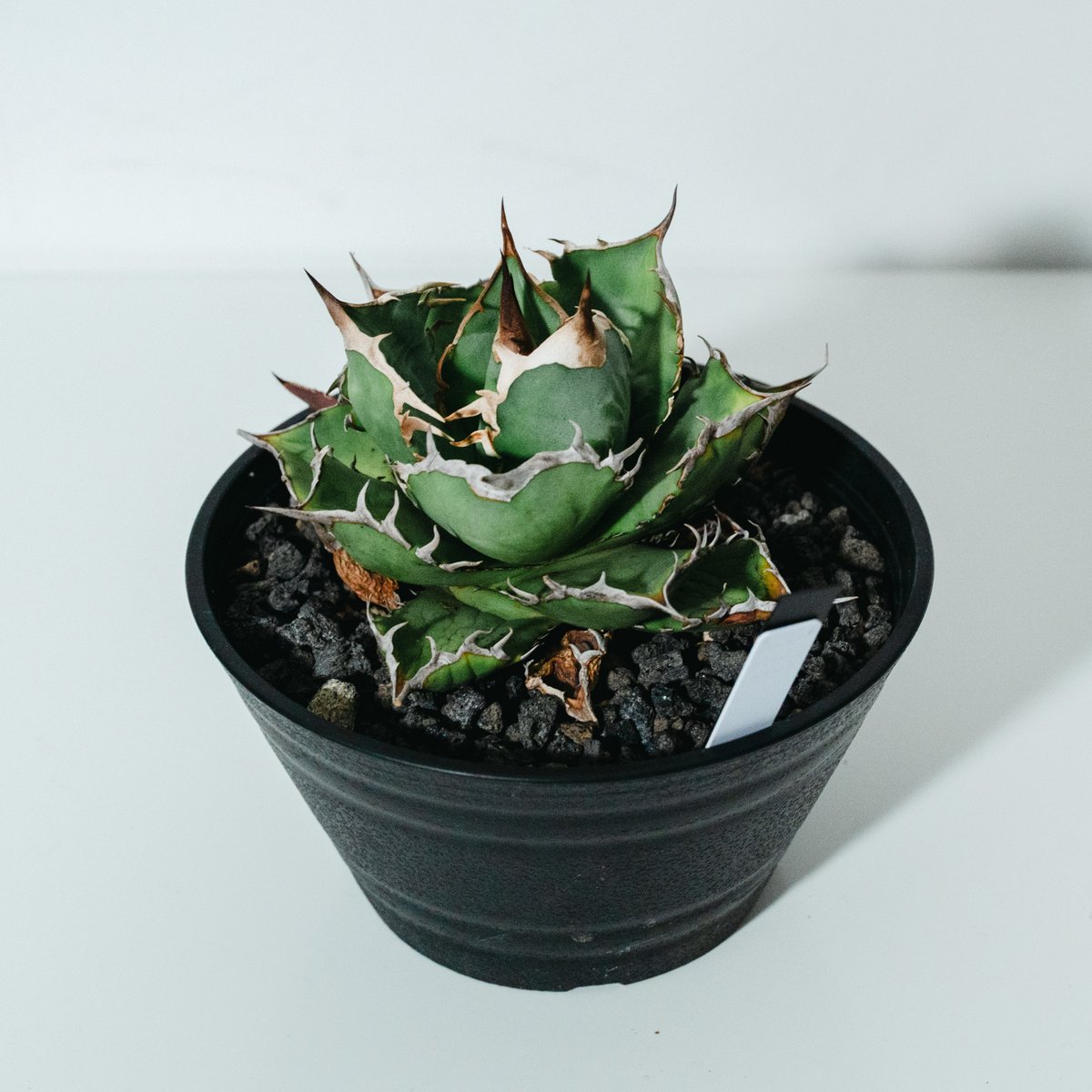 サマーセール！ アガベ チタノタ 宝珠錦 宝珠 斑入 サマーセール！ アガベ チタノタ 宝珠錦 宝珠 斑入 サマーセール