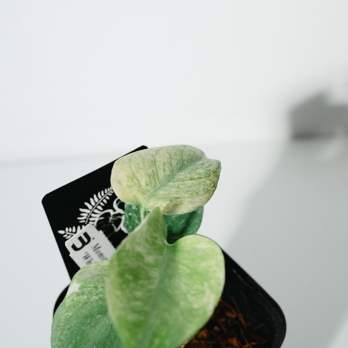 モンステラ・デリシオーサ・ホワイトモンスター（Monstera deliciosa
