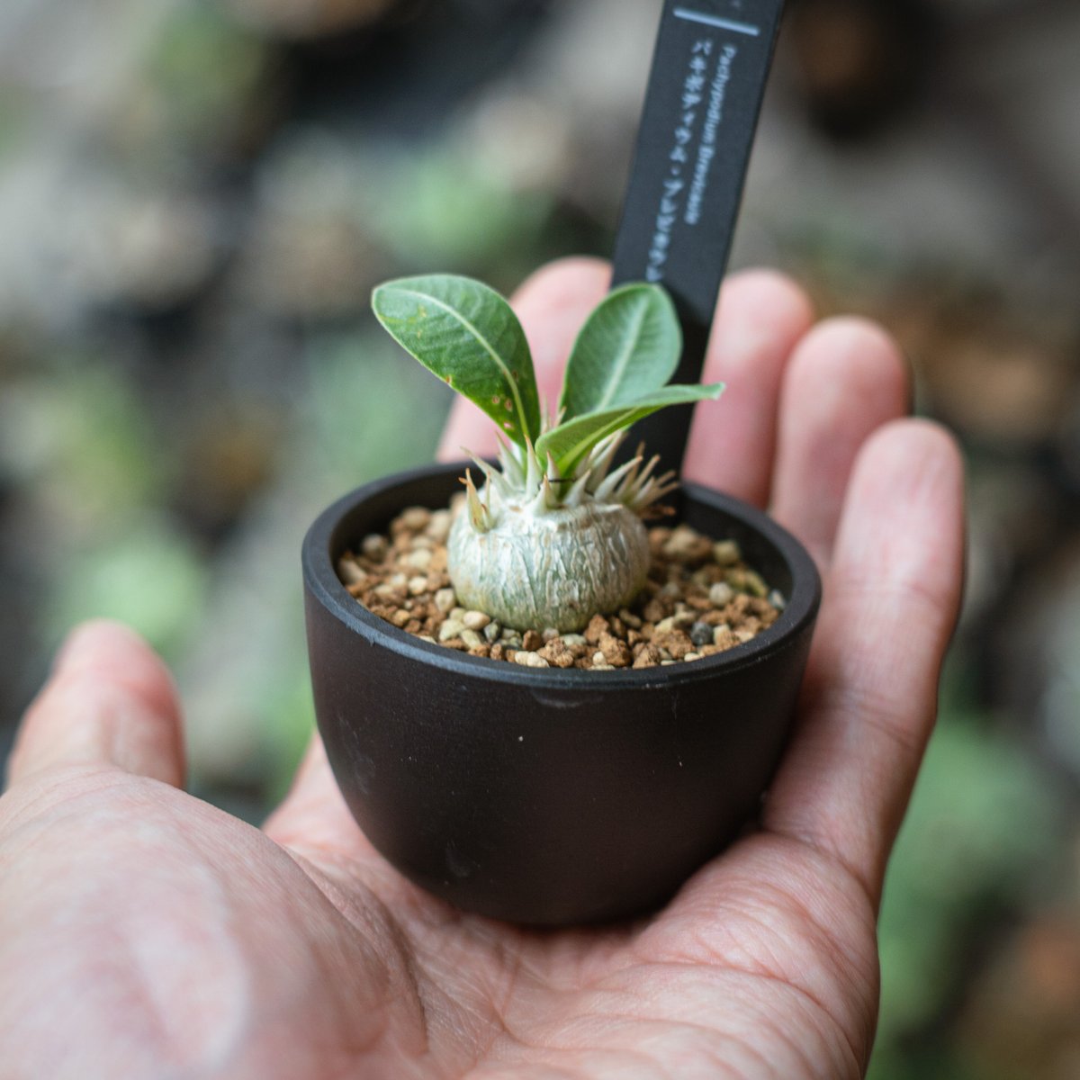 パキポディウム 恵比寿笑い Pachypodium brevicaule ① fit=scale-down,w=1200