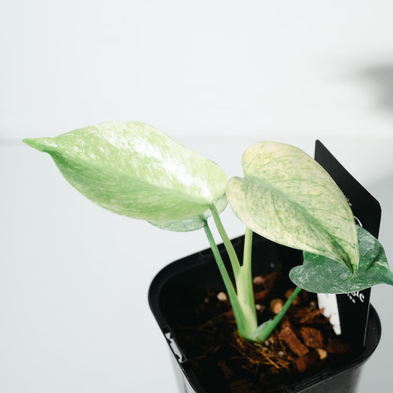モンステラ・デリシオーサ・ホワイトモンスター（Monstera deliciosa