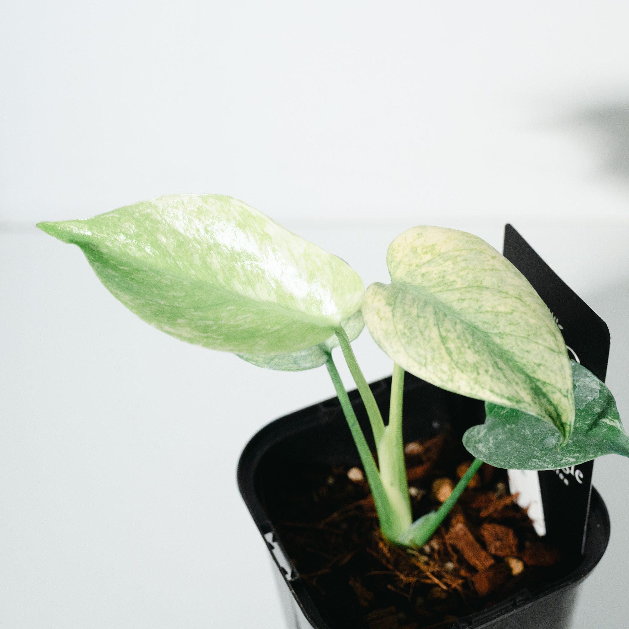 モンステラ・デリシオーサ・ホワイトモンスター（Monstera deliciosa