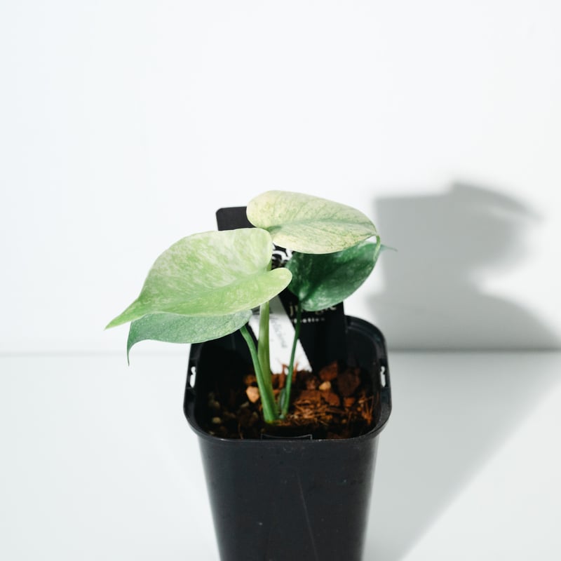 モンステラ・デリシオーサ・ホワイトモンスター（Monstera deliciosa