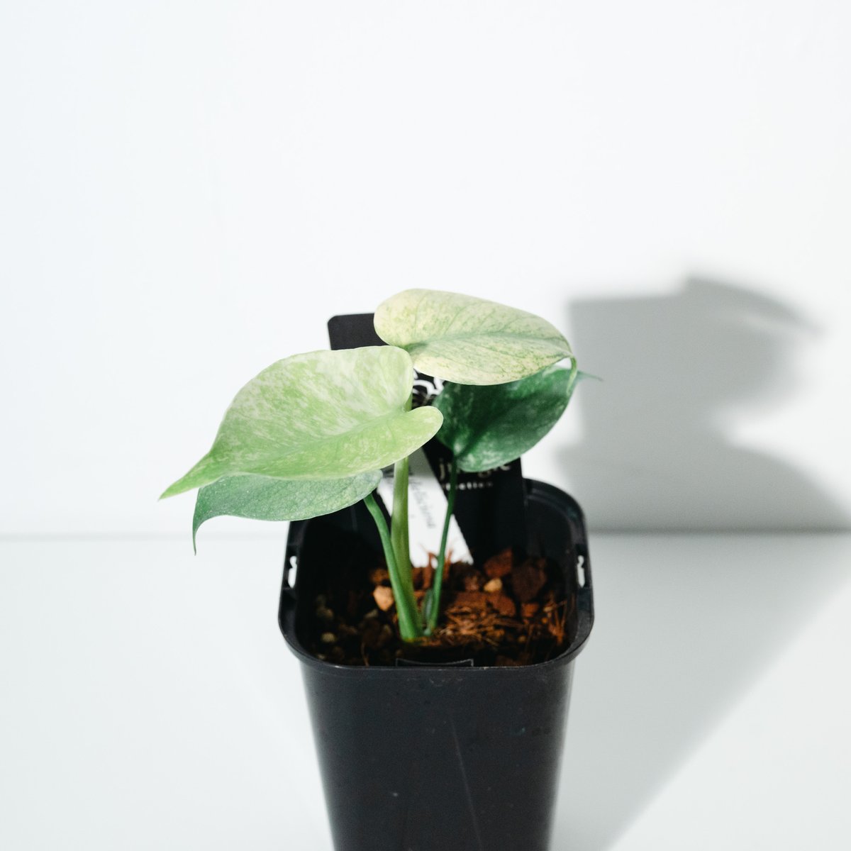 モンステラ・デリシオーサ・ホワイトモンスター（Monstera deliciosa