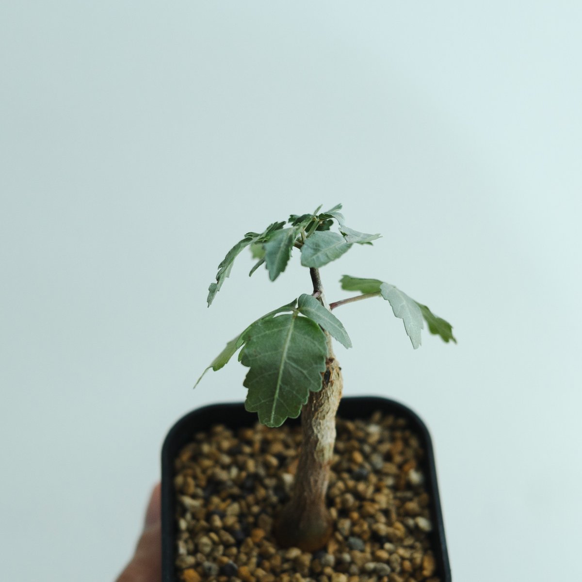 【最終値下げ】ブルセラ・ファガロイデス　国内実生　特選株　作り込み株 Bursera fagaroides【ブルセラ・ファガロイデス・実生】 | RIMO'S