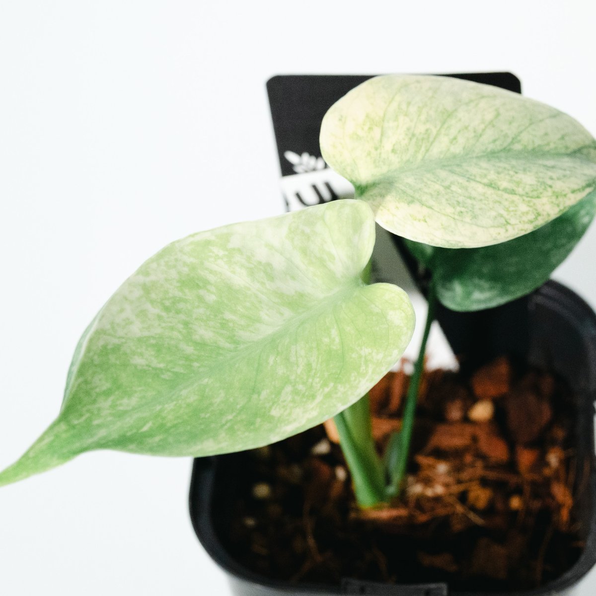 モンステラ・デリシオーサ・ホワイトモンスター（Monstera