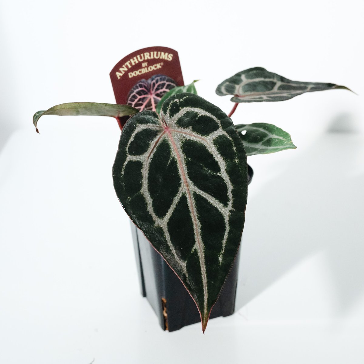 アンスリウム ミシェル　Anthuriums Michelle アンスリウム・ミシェル（Anthurium 'Michelle'）_250803 | MERAKI