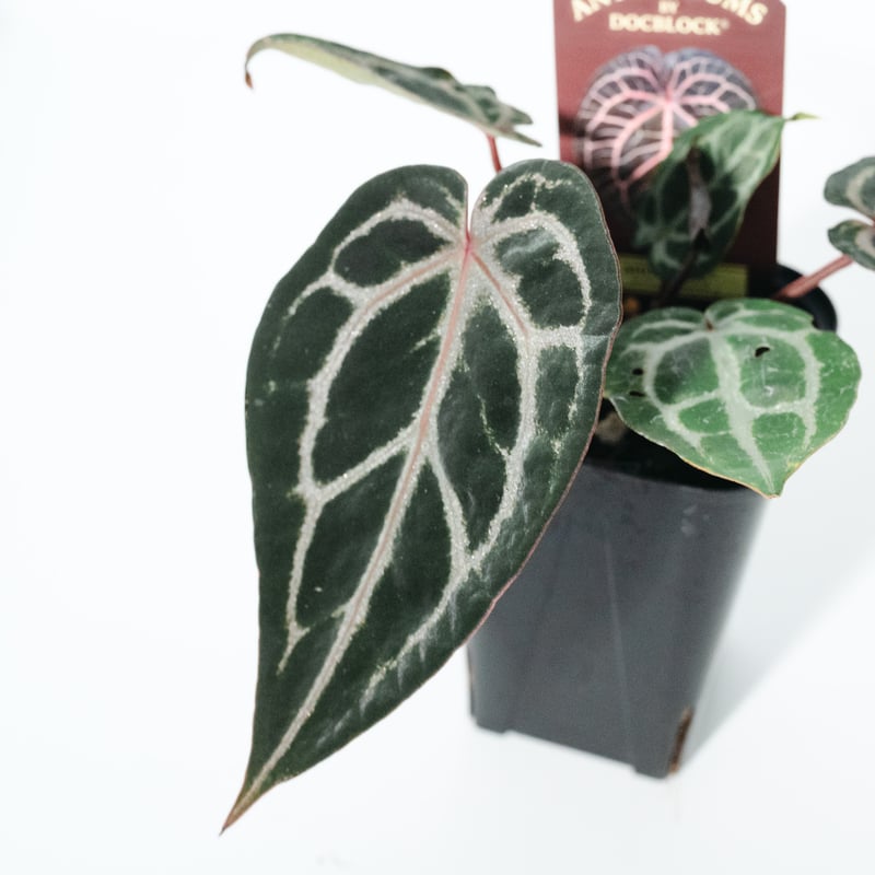 アンスリウム・ミシェル（Anthurium 'Michelle'） _250511B_6/8写