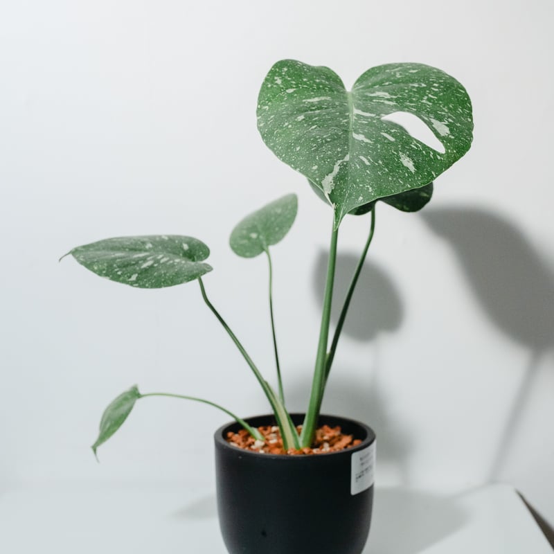 モンステラ・タイコンステレーション（Monstera deliciosa 'Thai Cons