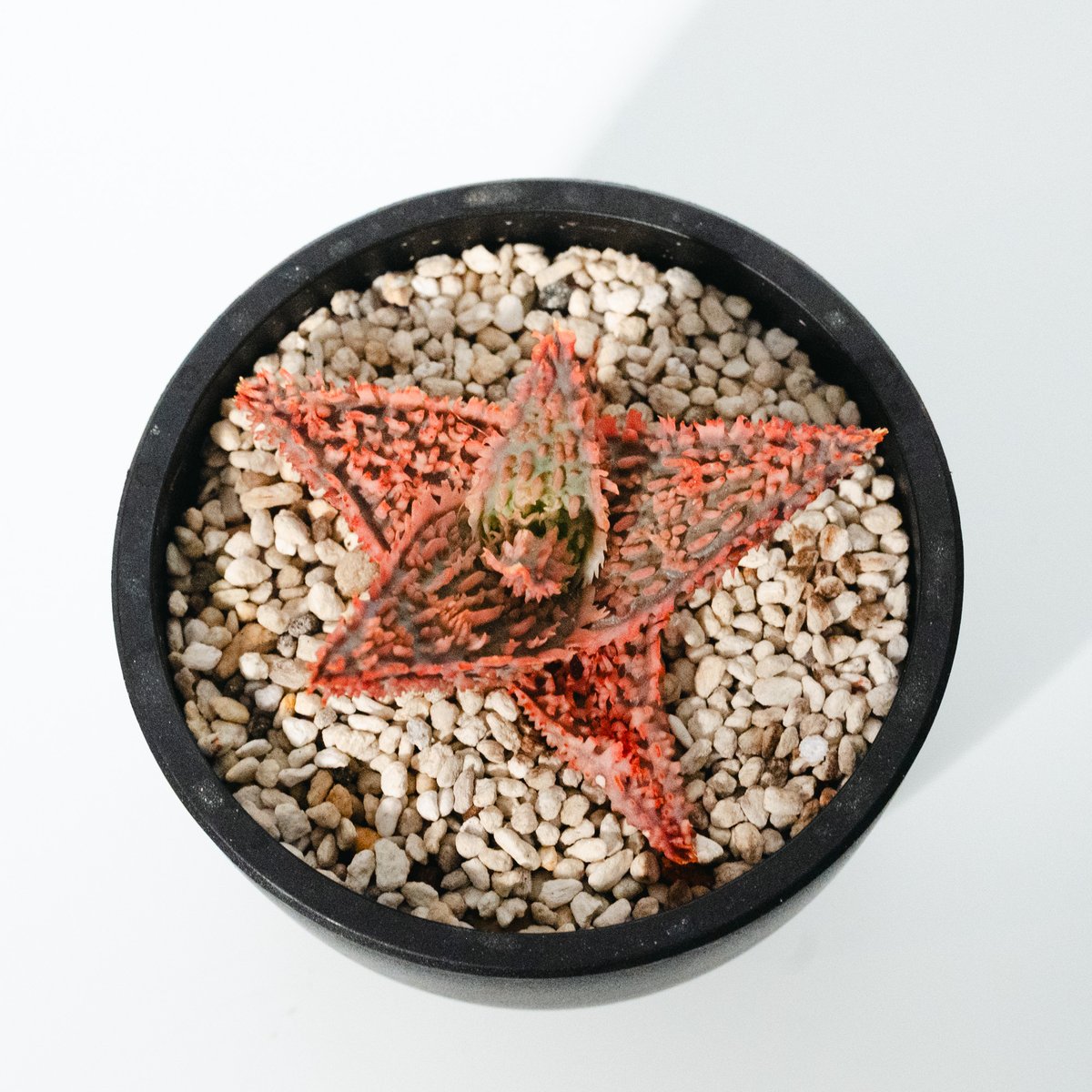 アロエ・ハイブリッド（Aloe hybrid）_250511 | MERAKI