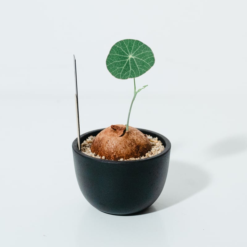 ステファニア・エレクタ（Stephania erecta）_250608 | MERAKI