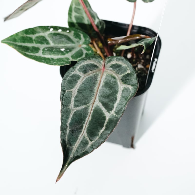 ★特大★ アンスリウム　ミシェル　anthurium タグ付き　30cmクラス ☆特大☆ アンスリウム ミシェル anthurium タグ付き 30cmクラス