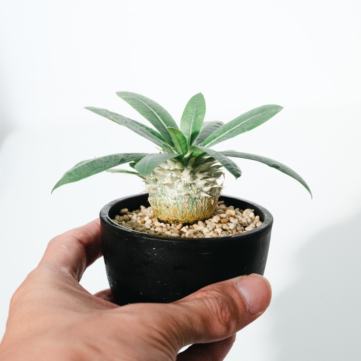 パキポディウム・恵比寿大黒（Pachypodium Densicaule ） 実生_25051