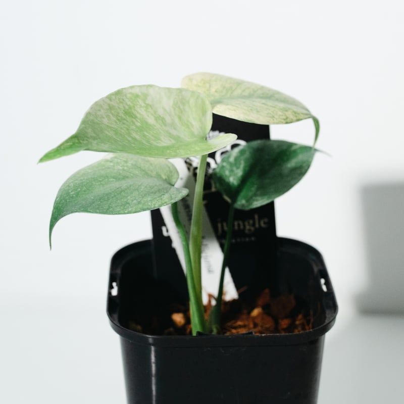 モンステラ・デリシオーサ・ホワイトモンスター（Monstera deliciosa