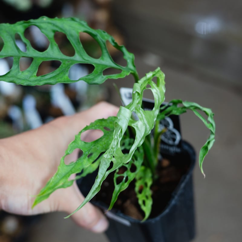 モンステラ・オブリクア・ペルー（Monstera obliqua 'Peru'）_250511