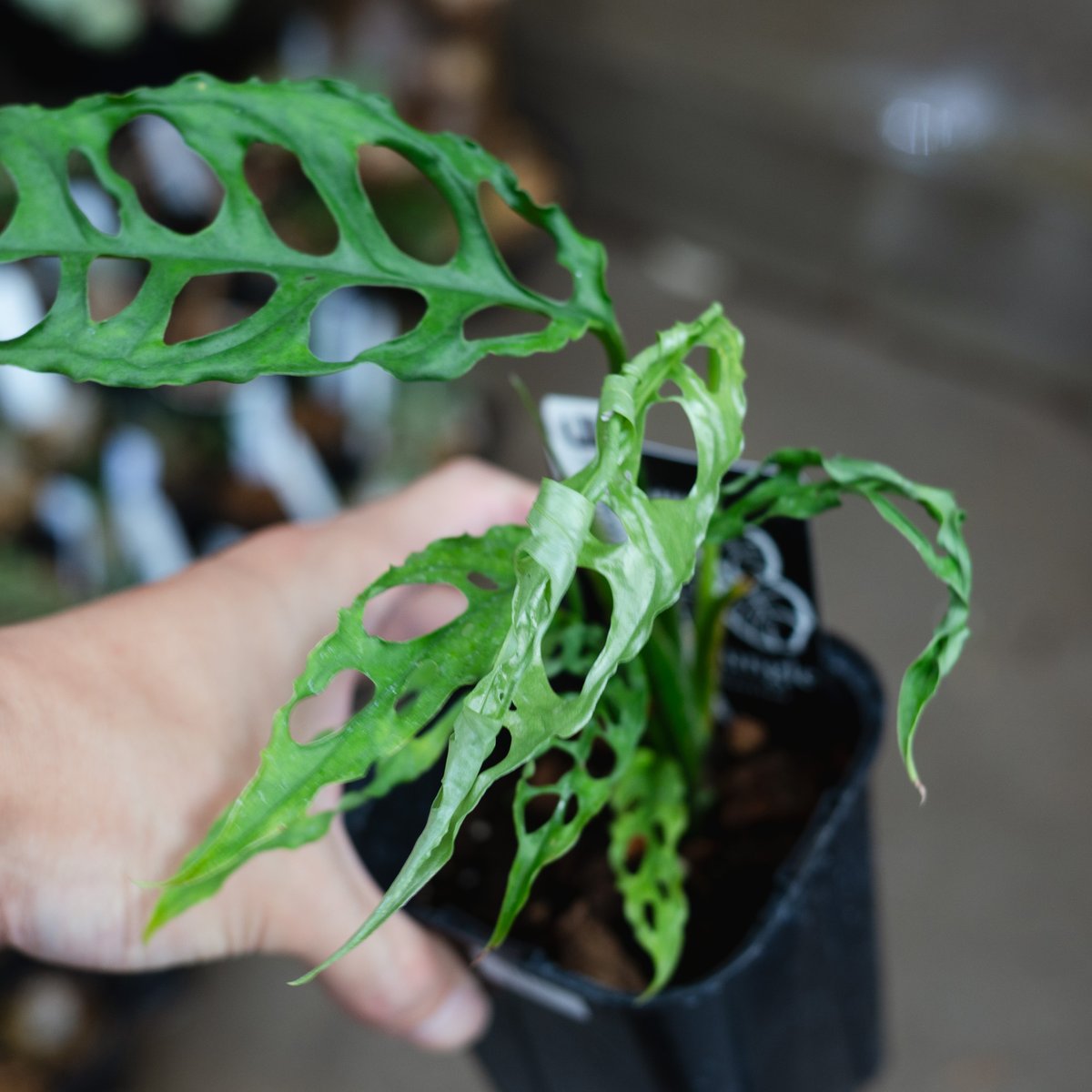 モンステラ・オブリクア・ペルー（Monstera obliqua 'Peru'）_250511