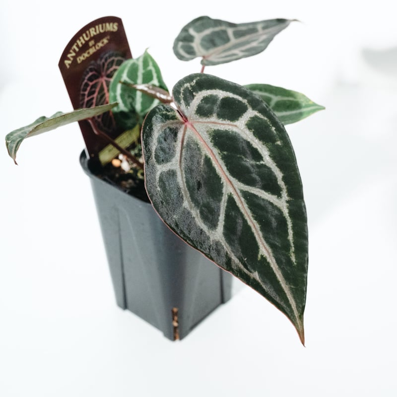 N*様 アンスリウム　ドックブロック　ミシェル アンスリウム ミシェル Anthurium Michelle by Docblock
