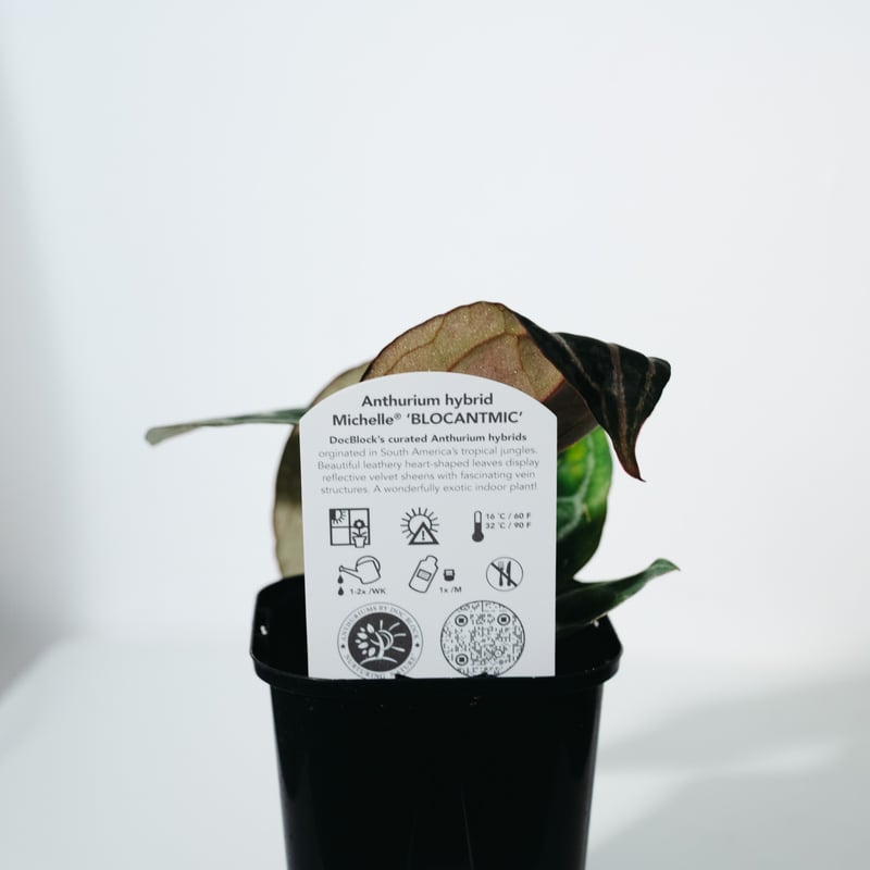 アンスリウム・ミシェル（Anthurium 'Michelle'） _250511A | ME