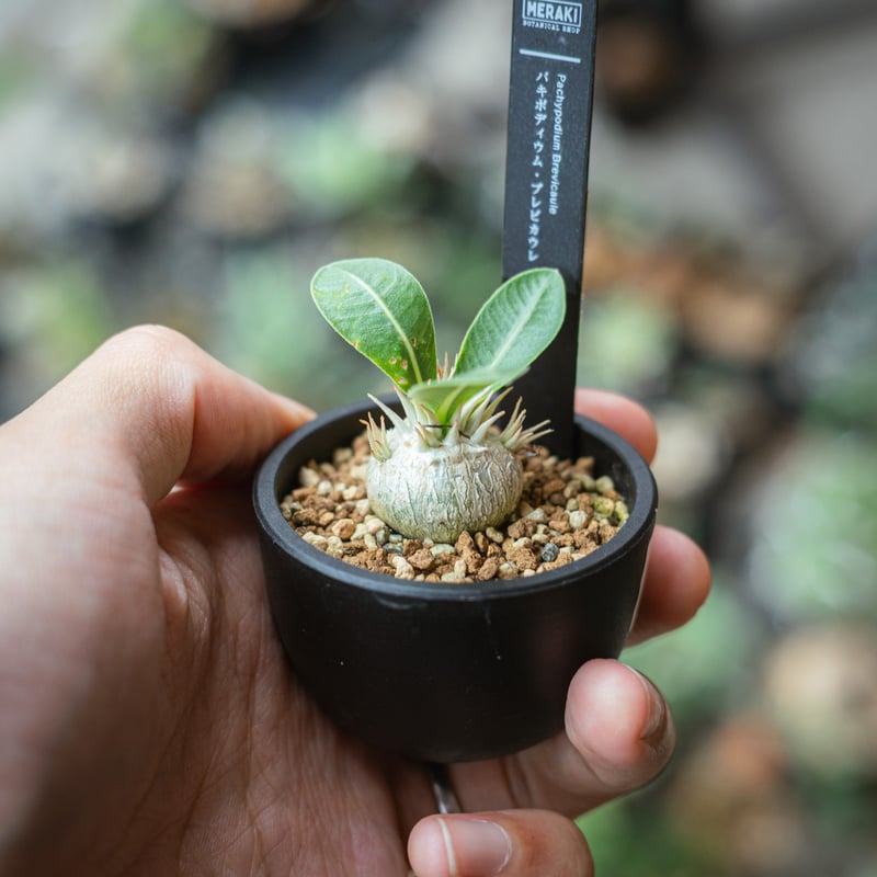 パキポディウム・ブレビカウレ恵比寿笑い（Pachypodium