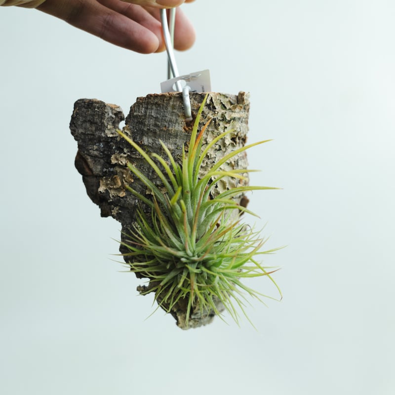 チランジア・イオナンタ・グリーン・スノー（Tillandsia ionantha