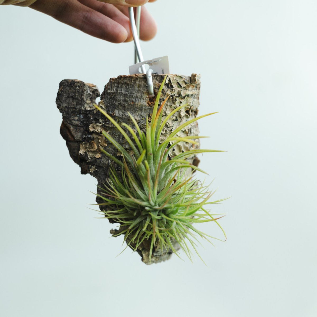 Tillandsia ionantha crested イオナンタ チランジア fit=scale-down,w=1200