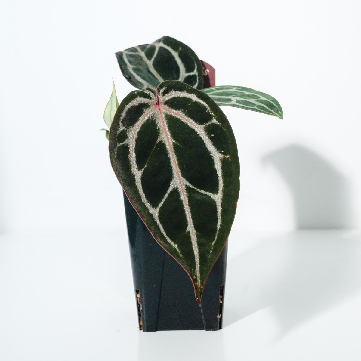 アンスリウム　ミシェル アンスリウム・ミシェル（Anthurium 'Michelle'） _250511A | ME