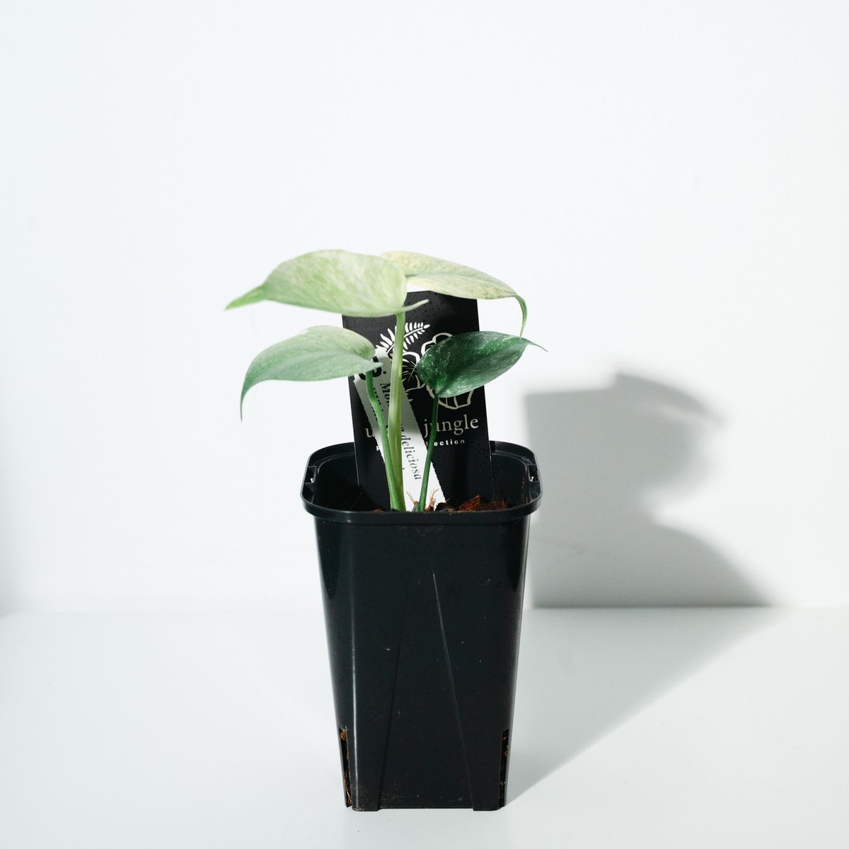 モンステラ・デリシオーサ・ホワイトモンスター（Monstera deliciosa